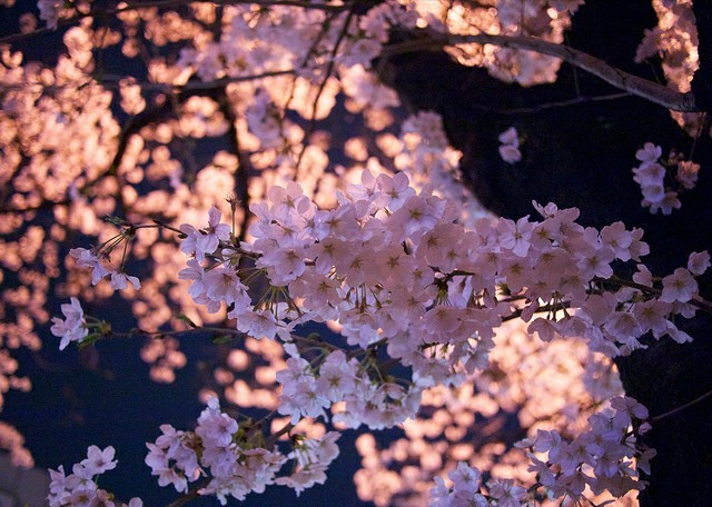 🌸桜