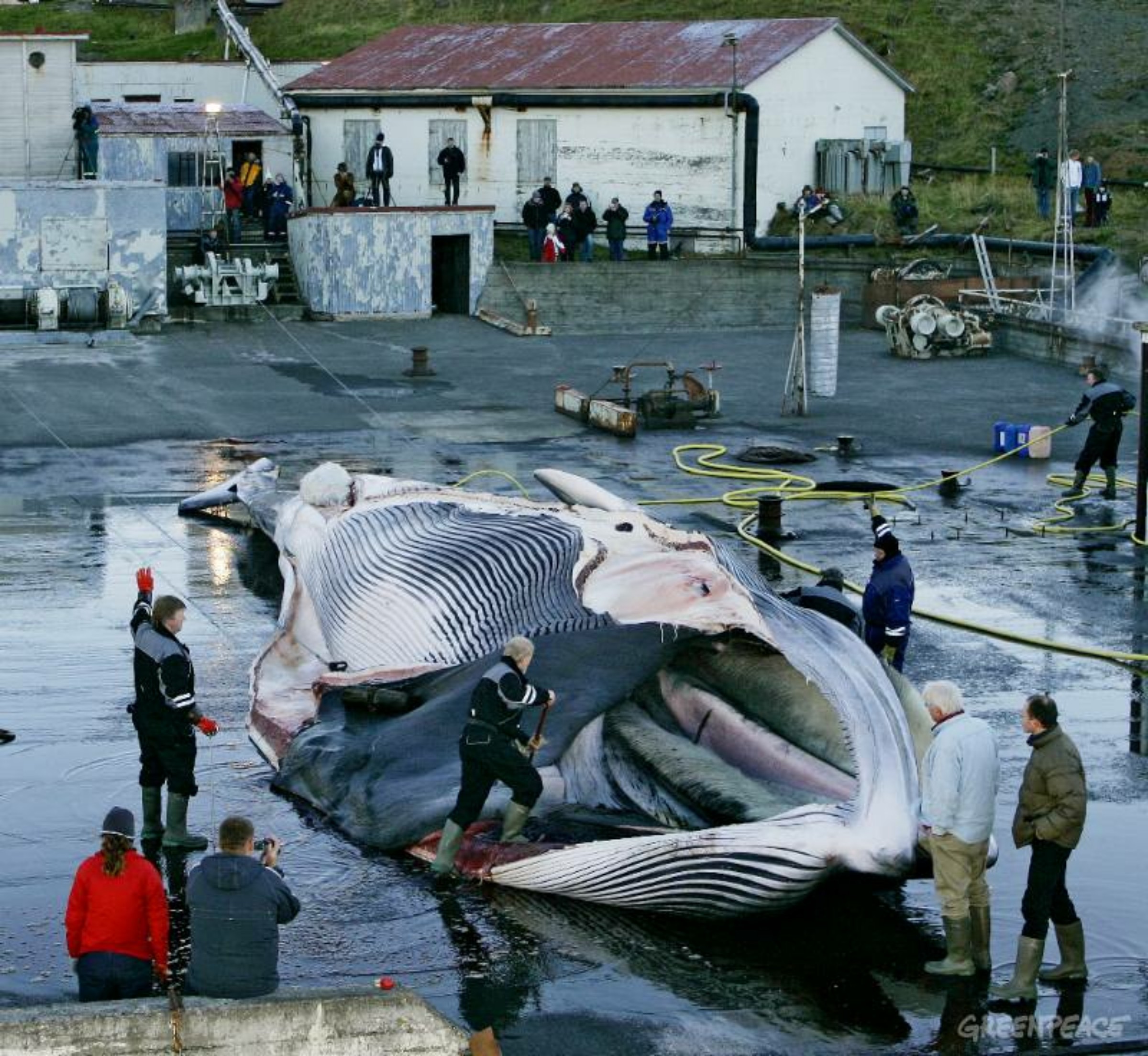 鯨 クジラ漁