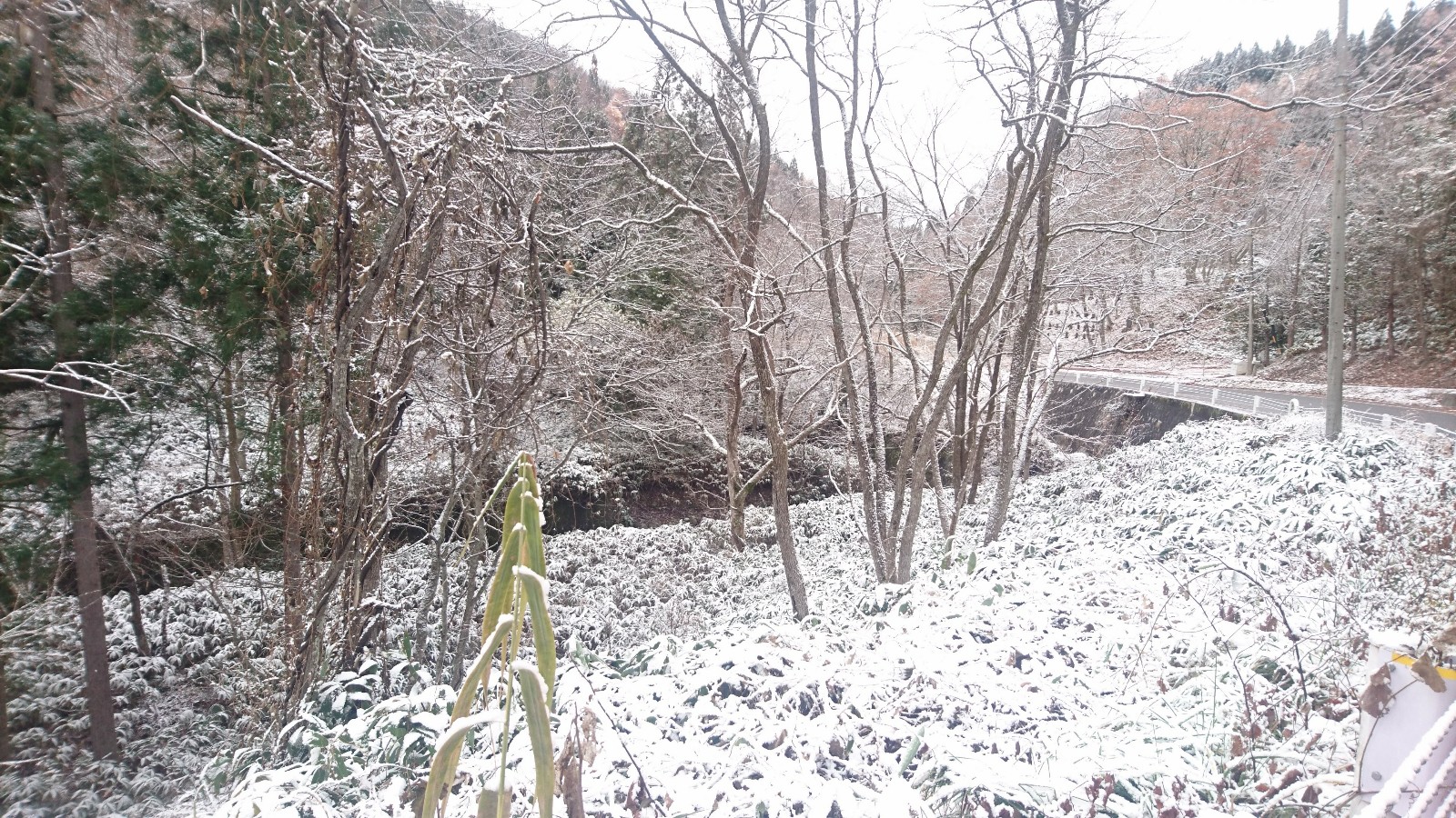 今朝方の雪景色