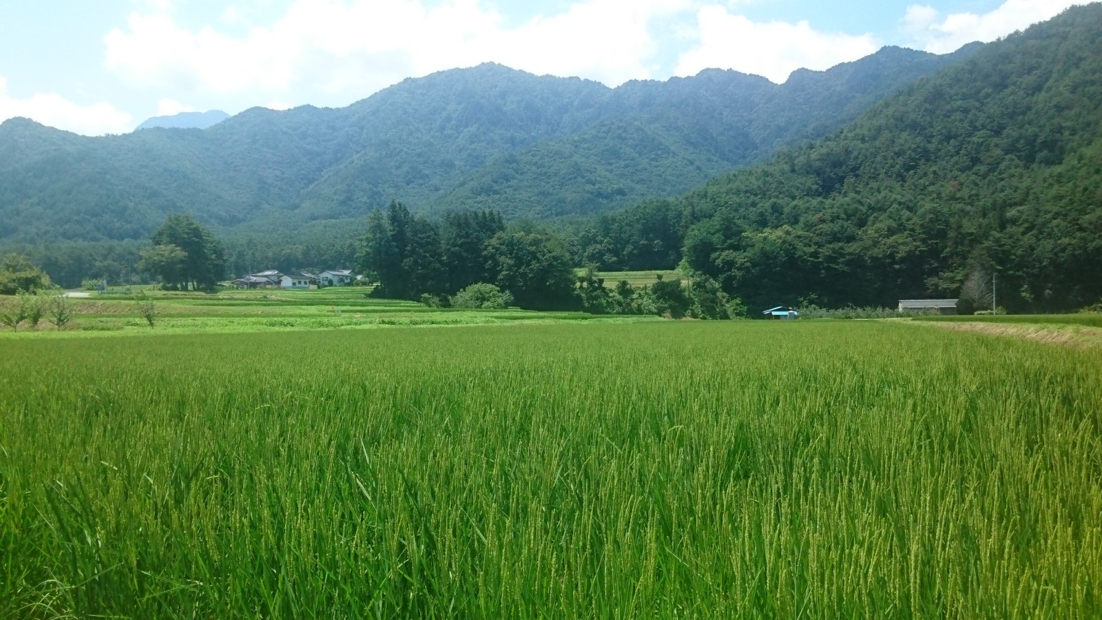 稲の原 集落