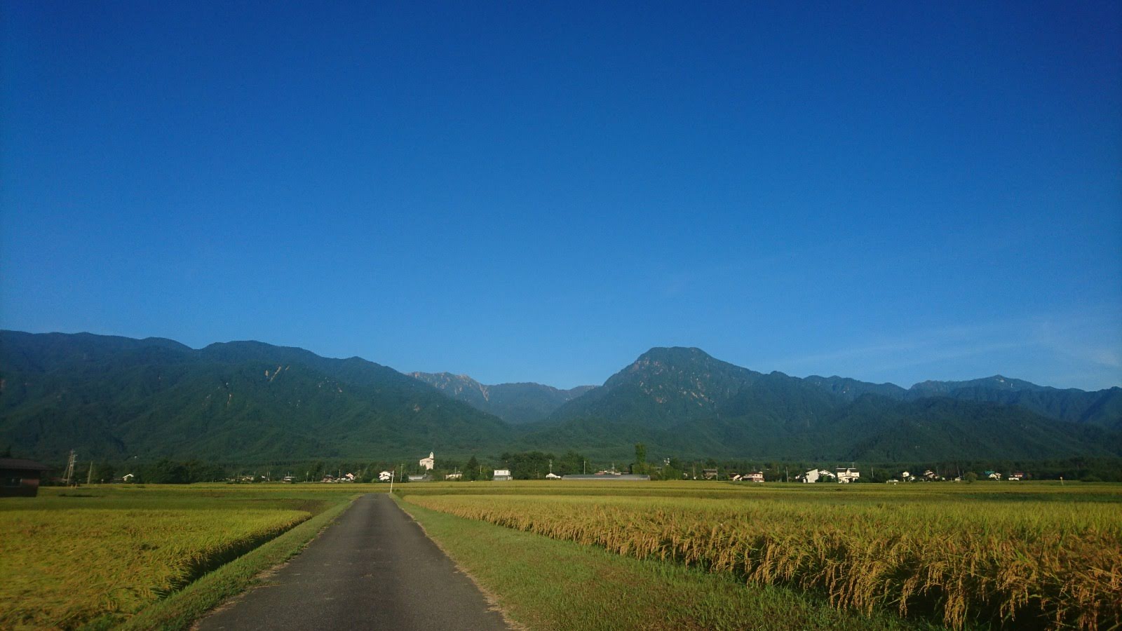 松川村 稲の波 有明山